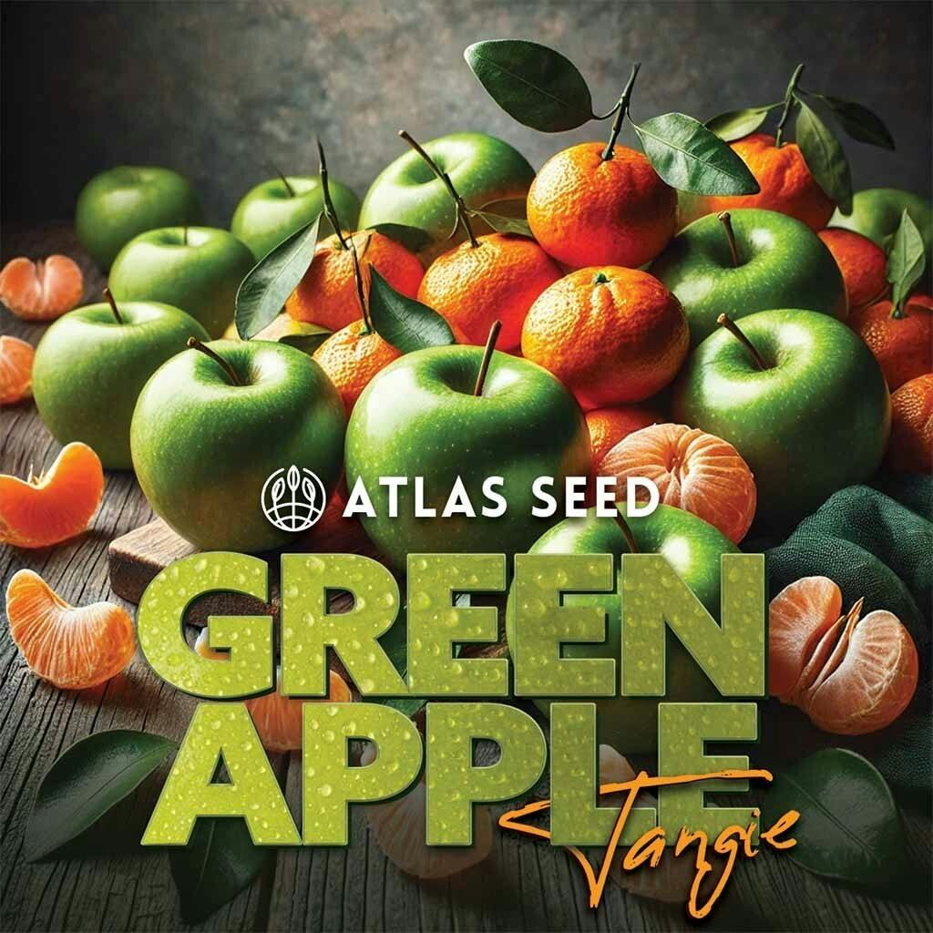 Green Apple Tangie - Sativa - Feminized Photoperiod - 3 Pack Atlas Seeds at Healing Harvest Dispensary