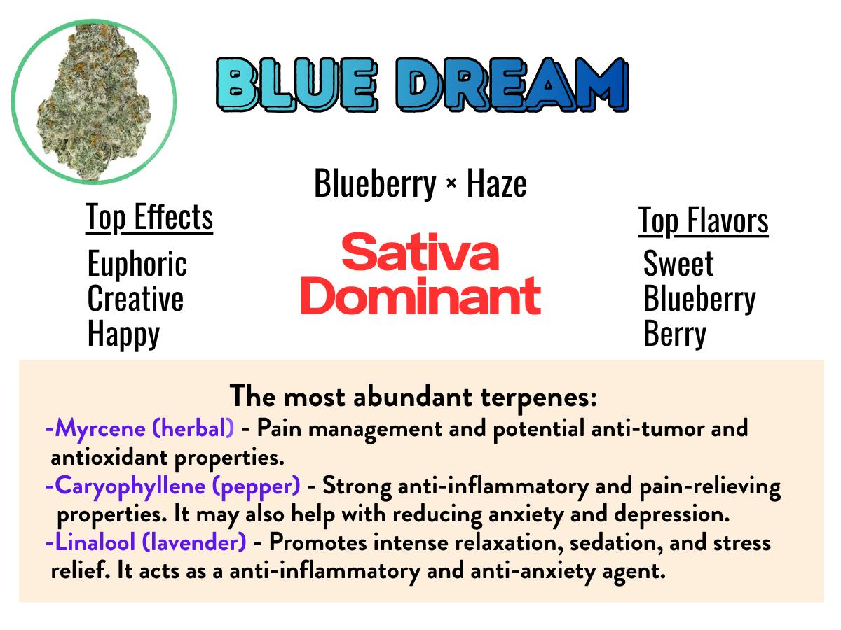 Blue Dream 18.9% - Sativa Hybrid Dizgo Aeroponically Grown Flower - 1/8 oz jars at Healing Harvest Dispensary