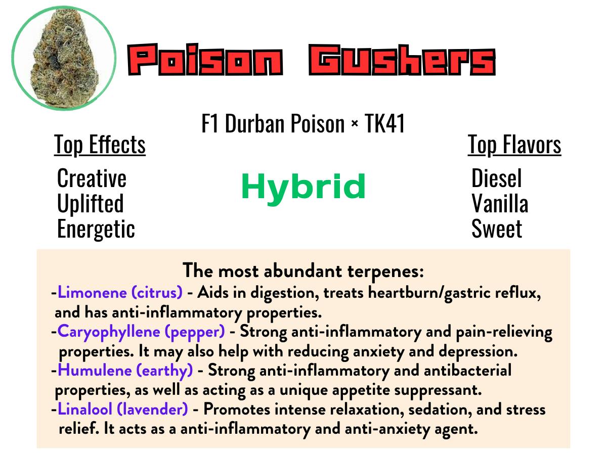 Poison Gushers 16.6% - Hybrid 4g - Campfire Cannabis Flower at Healing Harvest Dispensary