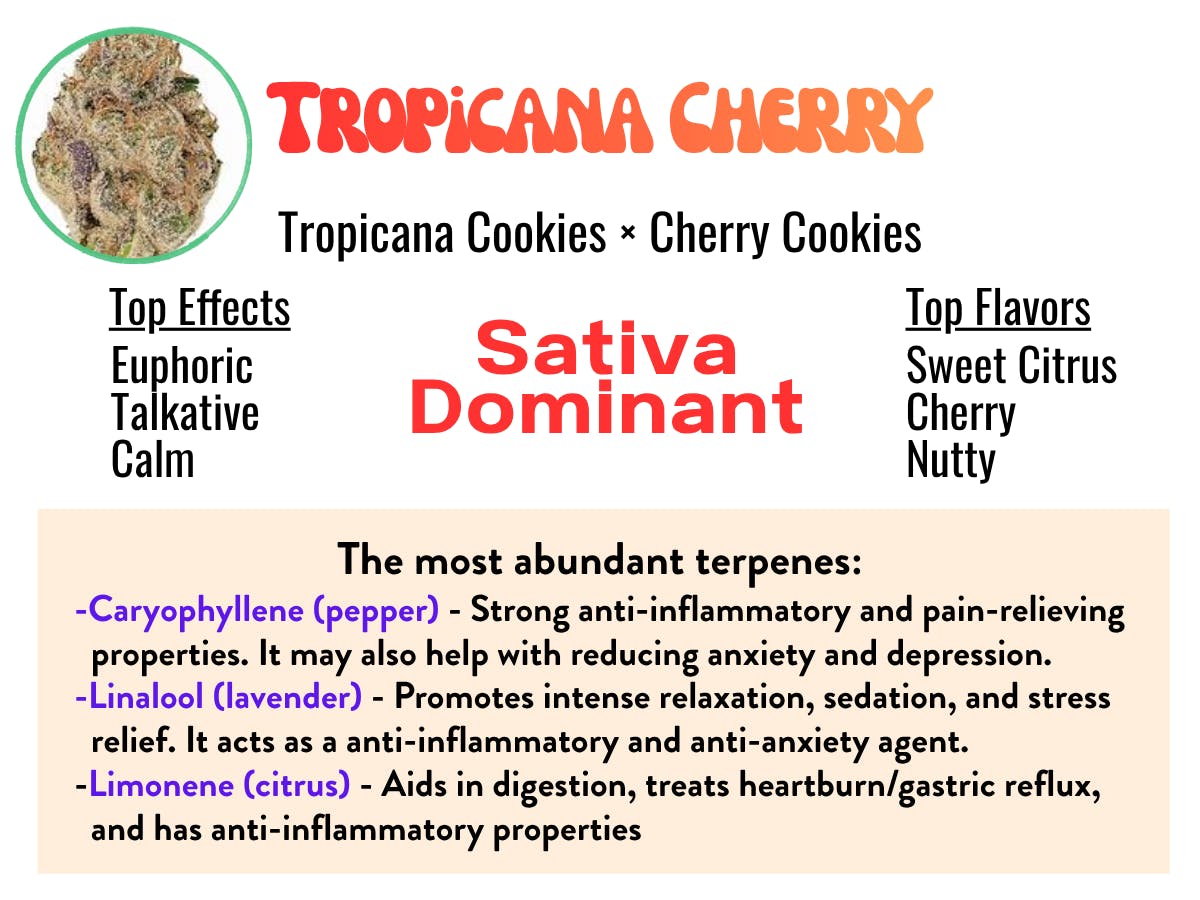 Tropicanna Cherry 15.4% - Sativa Hybrid 4g - Campfire Cannabis Flower at Healing Harvest Dispensary