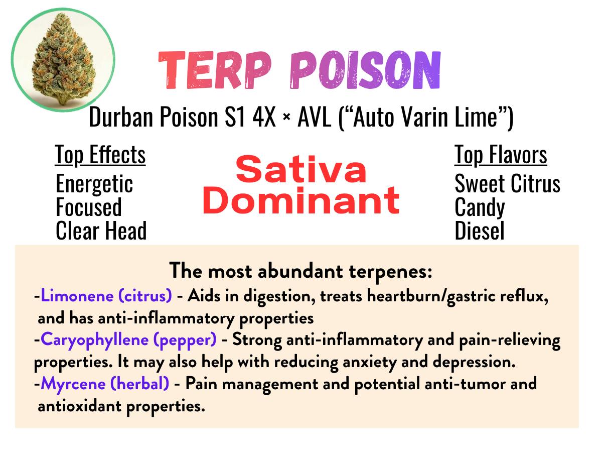 Terp Poison 18.9% - Sativa Hybrid 4g - Campfire Cannabis Flower at Healing Harvest Dispensary