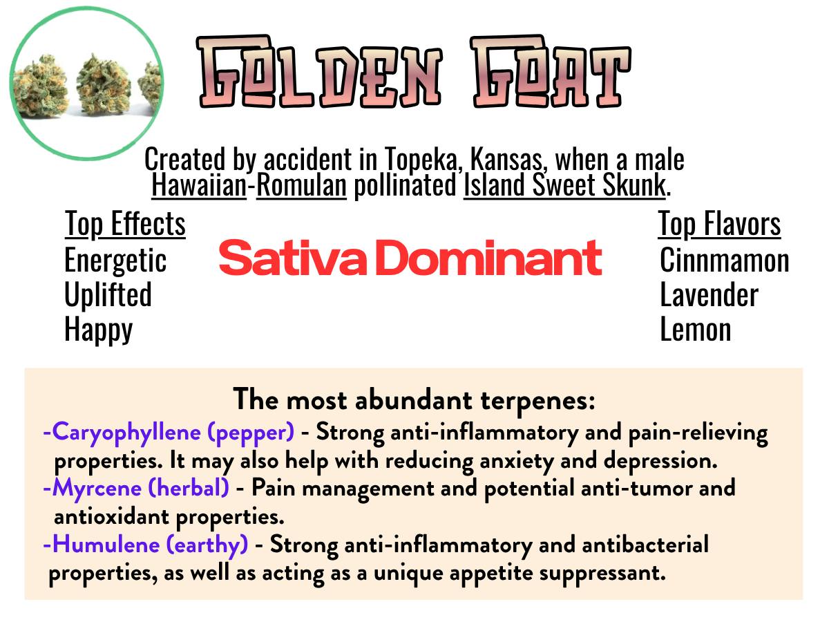 Golden Goat 21% Sativa Hybrid Exclusive Tier Cannabis Deli Flower at Healing Harvest Dispensary