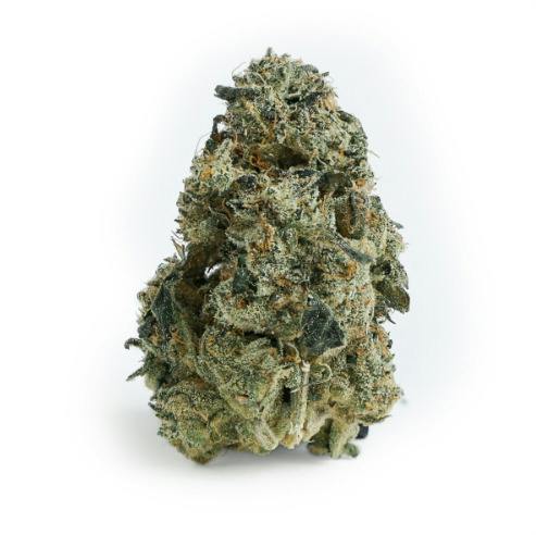 BHL ENTERPRISES | MAFIA FUNERAL | BULK | HYBRID