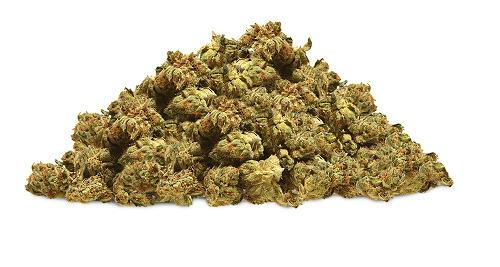 EXOTIC GENETIX | RED POP | BULK | SMALLS | HYBRID