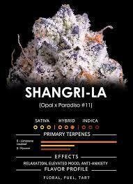 MAVEN SHANGRI-LA FLOWER
