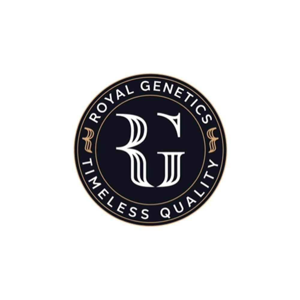 Royal Genetics Odious Maximus Whole Flower 3.5g