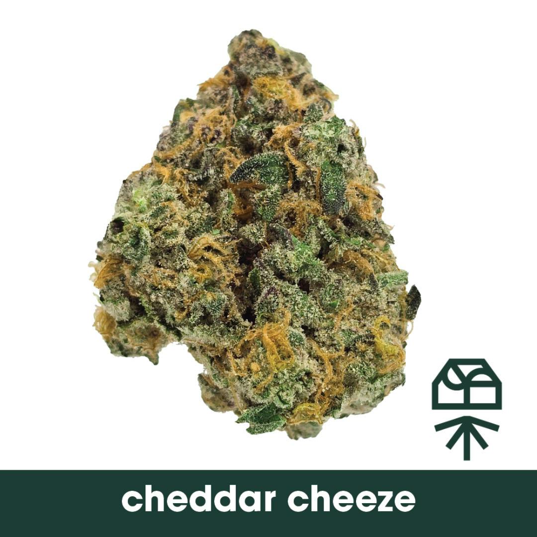 Cheddar Cheeze Whole Flower