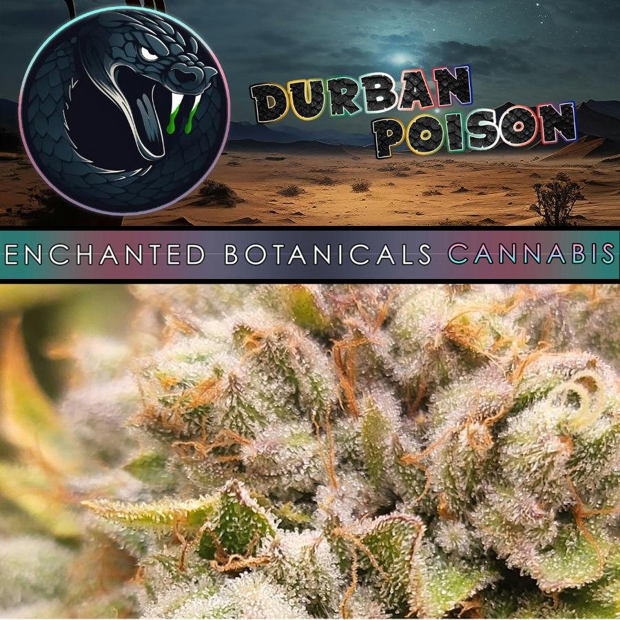 Flower Durban Poison (S) Live Weigh