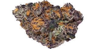Backpack Boyz - Blue Guava Gelato