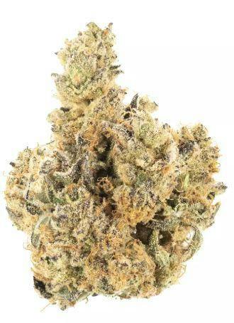 Grower Circle - GMO x Lemon