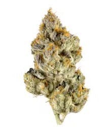 Mojo: Essentials - Mango Sherb Popcorn (14G)