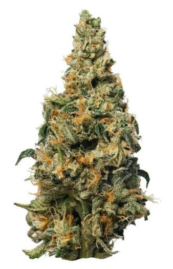 Jasper: Secret Stash - GMO Rootbeer (14G)