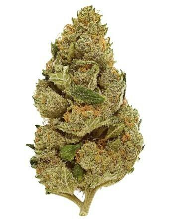 Mojo: Secret Stash - Hells Angels (14G)