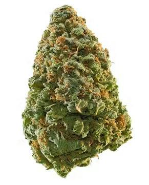 Hustlers Ambition - Tropical Twist