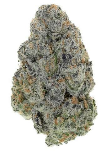Jasper: Essentials - Tropic Runtz (14G)