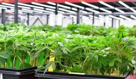 Exotic Nursery | Don Mega | Clone