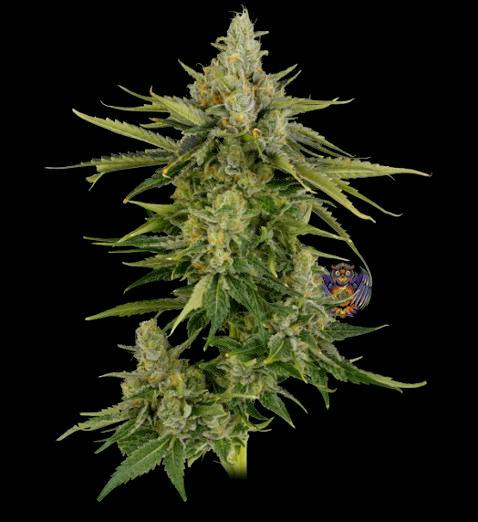 Michigander Fire | Belgian Waffles | Deli cannabis product