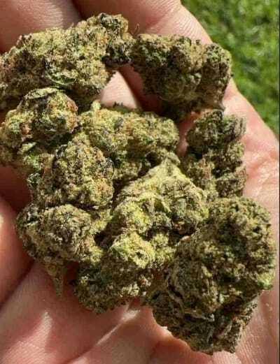 Chico Verde - Sherbacio | 3.5g Smalls