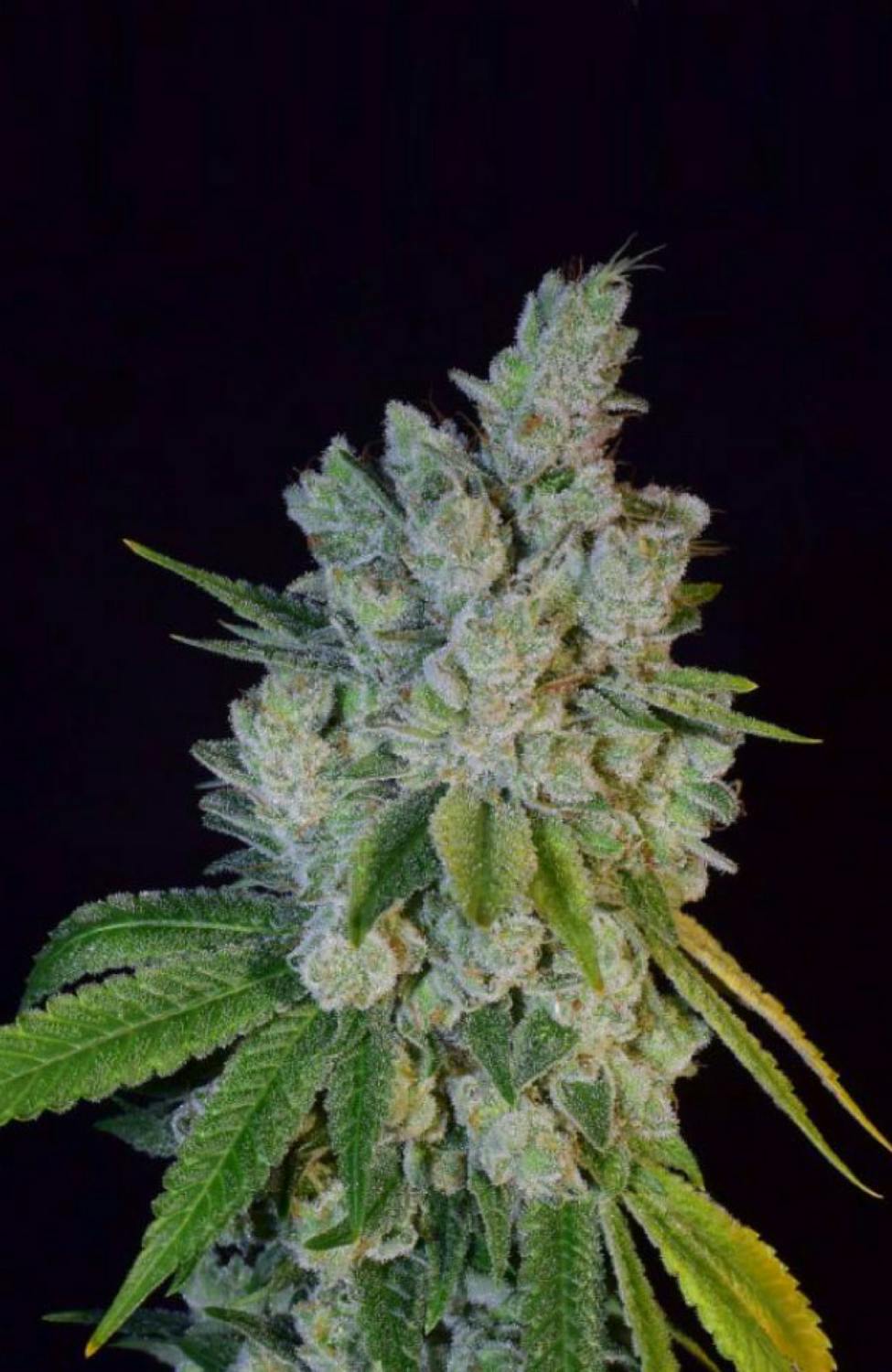 Collie Man Kush 3.5g