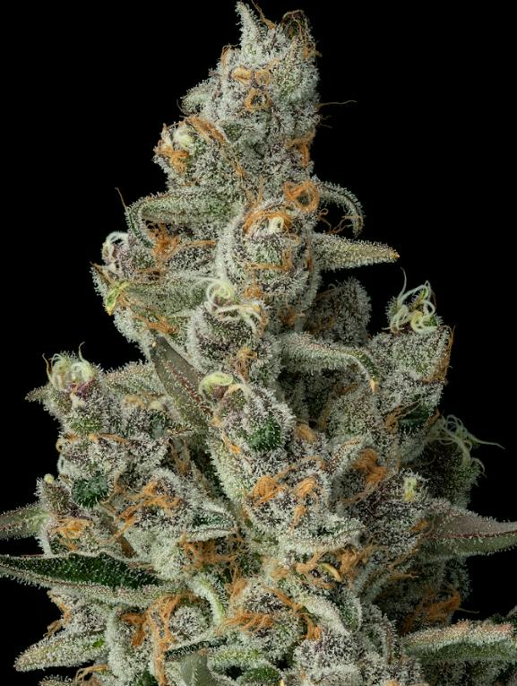 Superboof, Flower, 28g