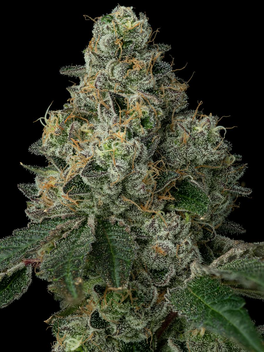 Black Maple #22, Flower at The Herbal Collective