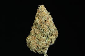 Jack Herer Flower (27.72% THC)