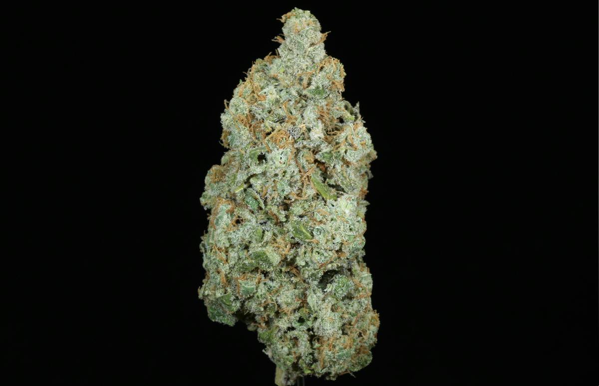 Lemon Ice Pucker (25.29% THC)