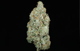 Lemon Ice Pucker (25.19% THC)