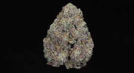 Sherbanger (32.18% THC, 2.41% Terps)