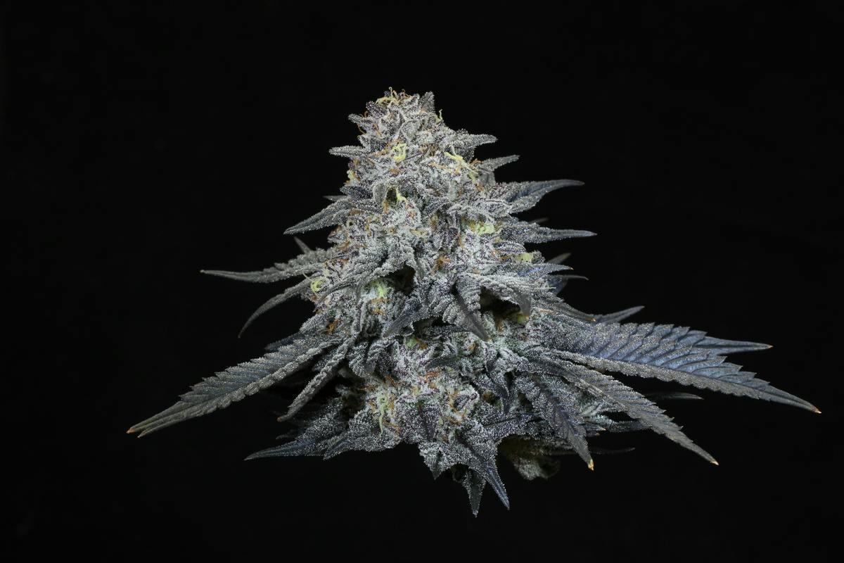 Jokerz Candy 1.0 gram preroll (THC: 15.77%)