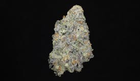 Zealousy (31.67% THC)