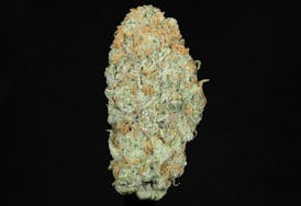 Lemon Meringue Flower (21.49% THC)