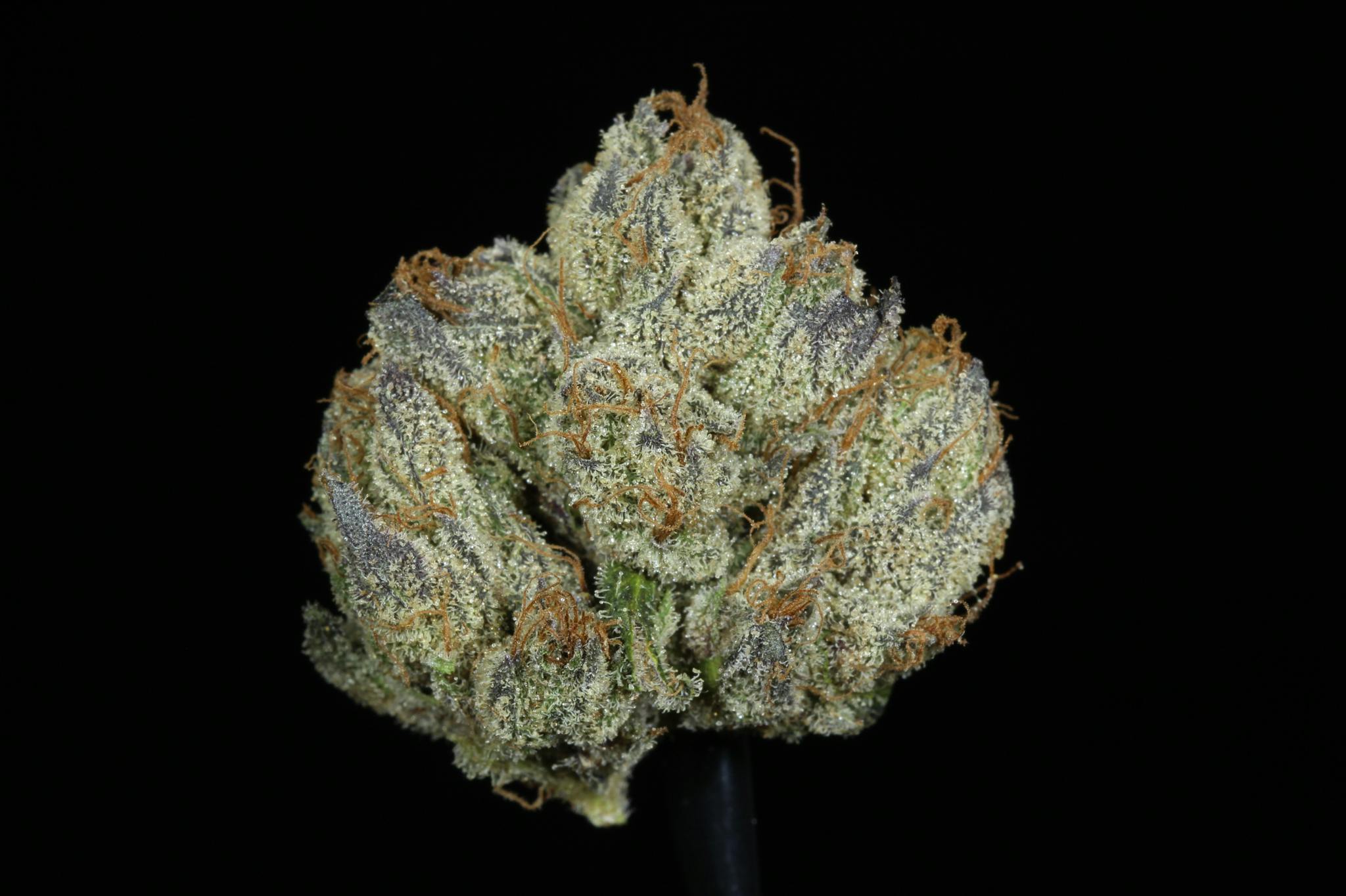 Tropicana Punch Flower (21.44% THC)