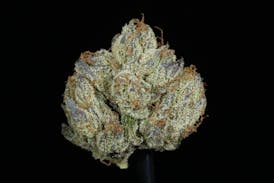 Sugar Cookies Flower (26.47% THC)
