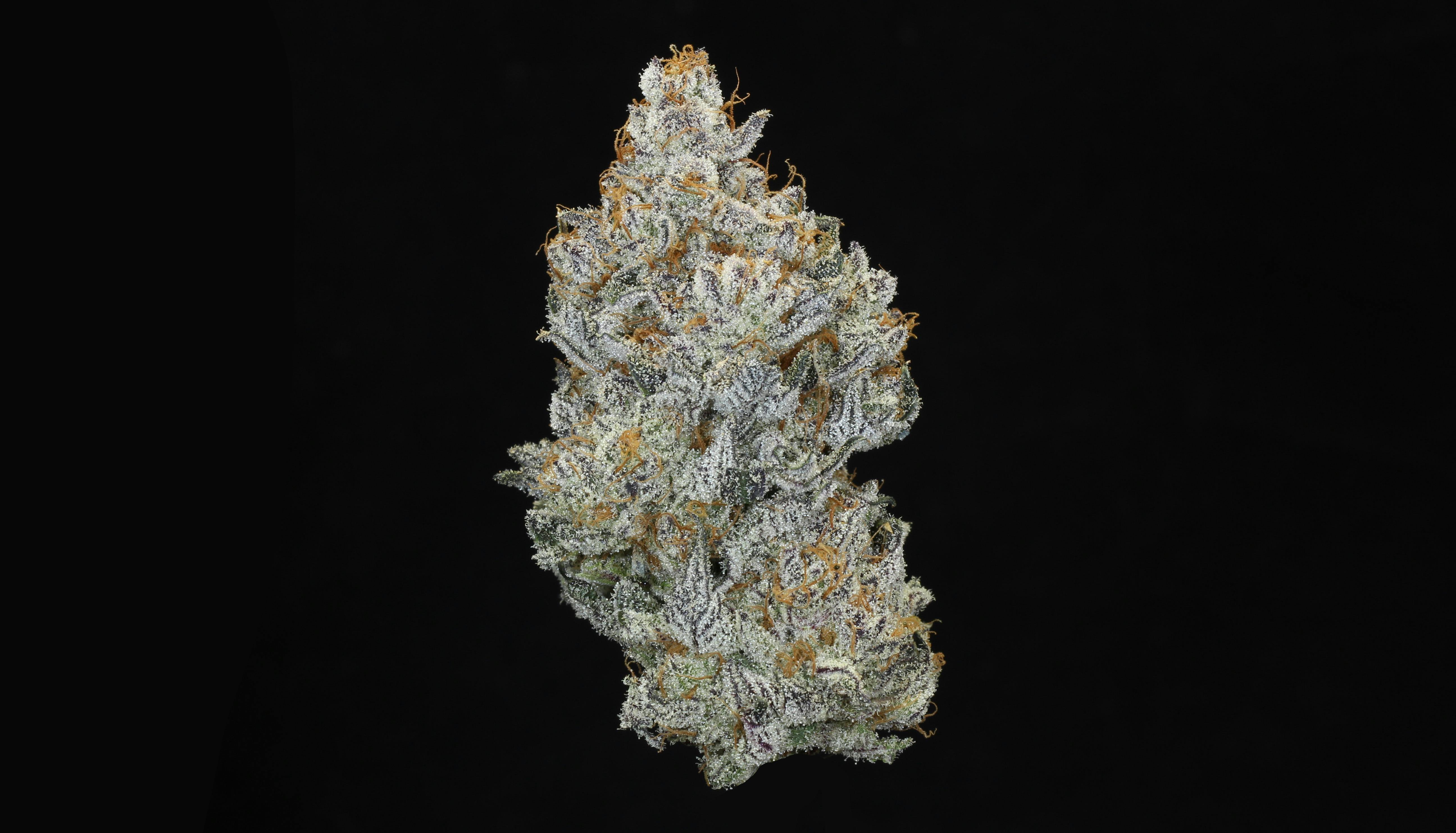Pink Drink Flower (20.90% THC)