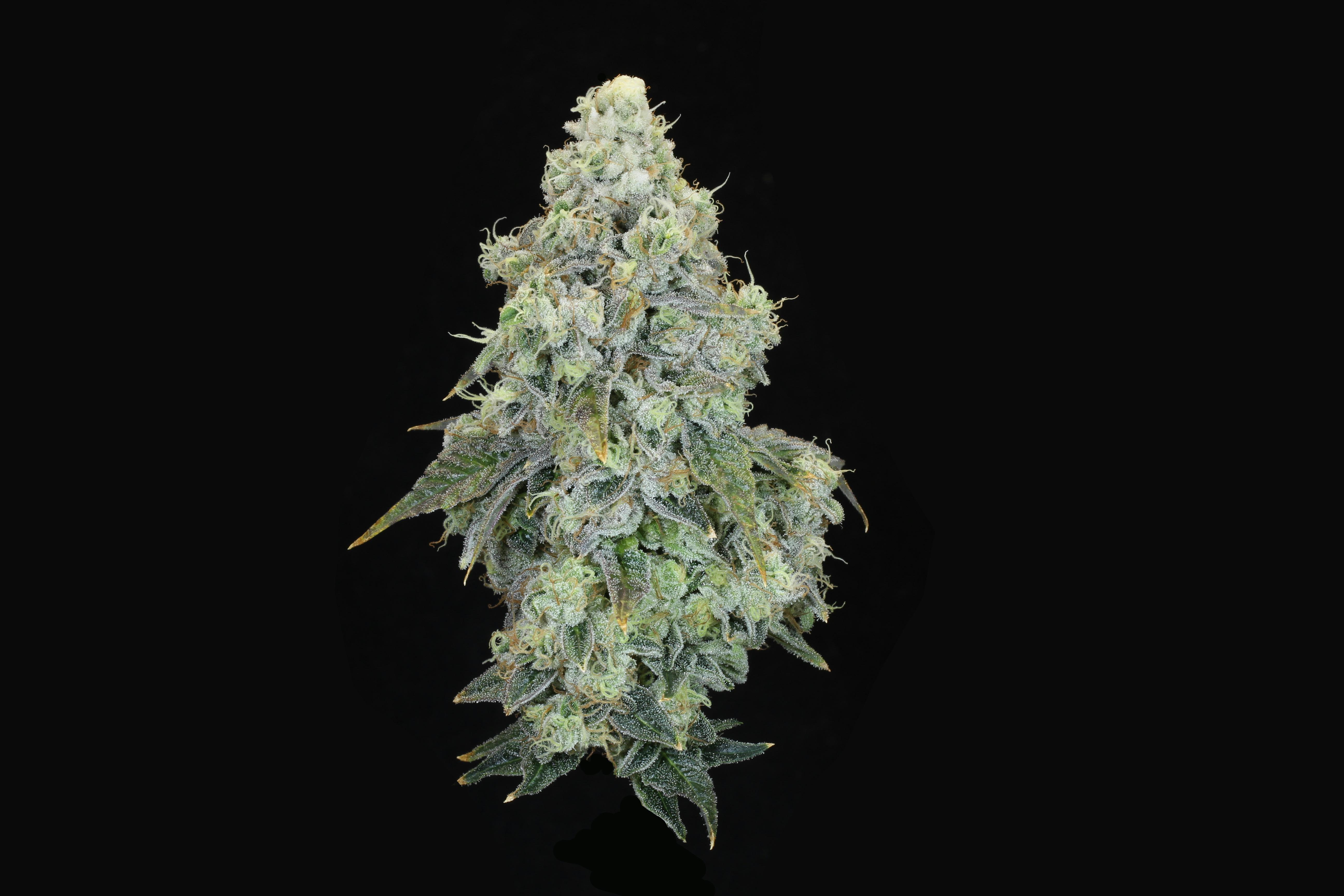 Mile High Slurpee Flower (18.91% THC)