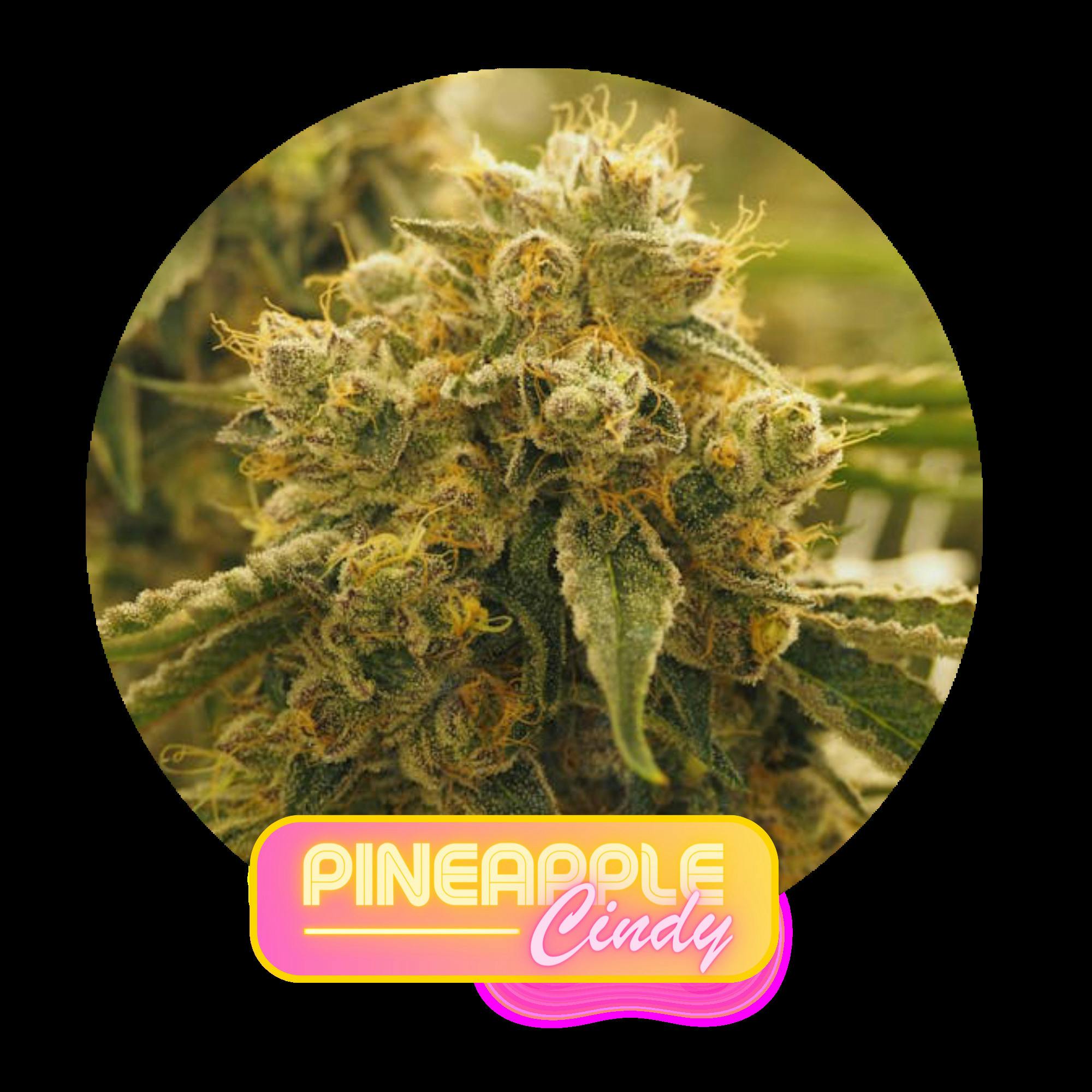 Pineapple Cindy Flower
