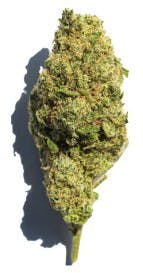 Mass Super Skunk Coastal Roots