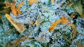 MH - Hybrid - Zereal - 3.5g (3149)