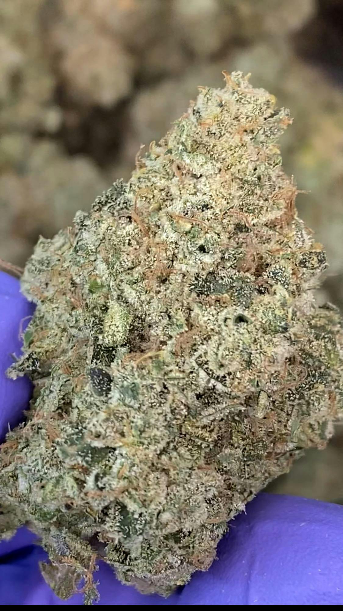 BLOSSOM BIGS - Blue Unicorn Poop
