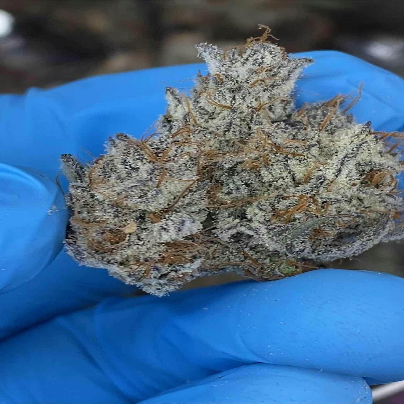 Blossom - LT4 Bigs | hybrid flower