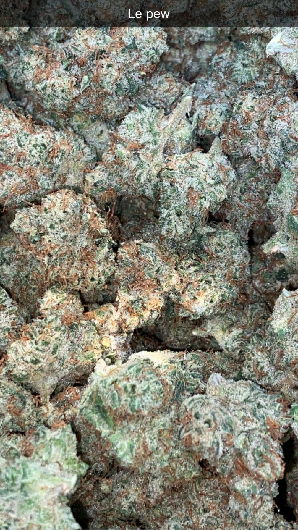Blossom Bigs - Le Pew Flower