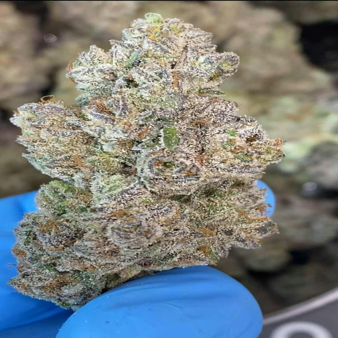 Lemon Lava | Blossom Bigs | Premium Flower | Sativa Hybrid 60/40