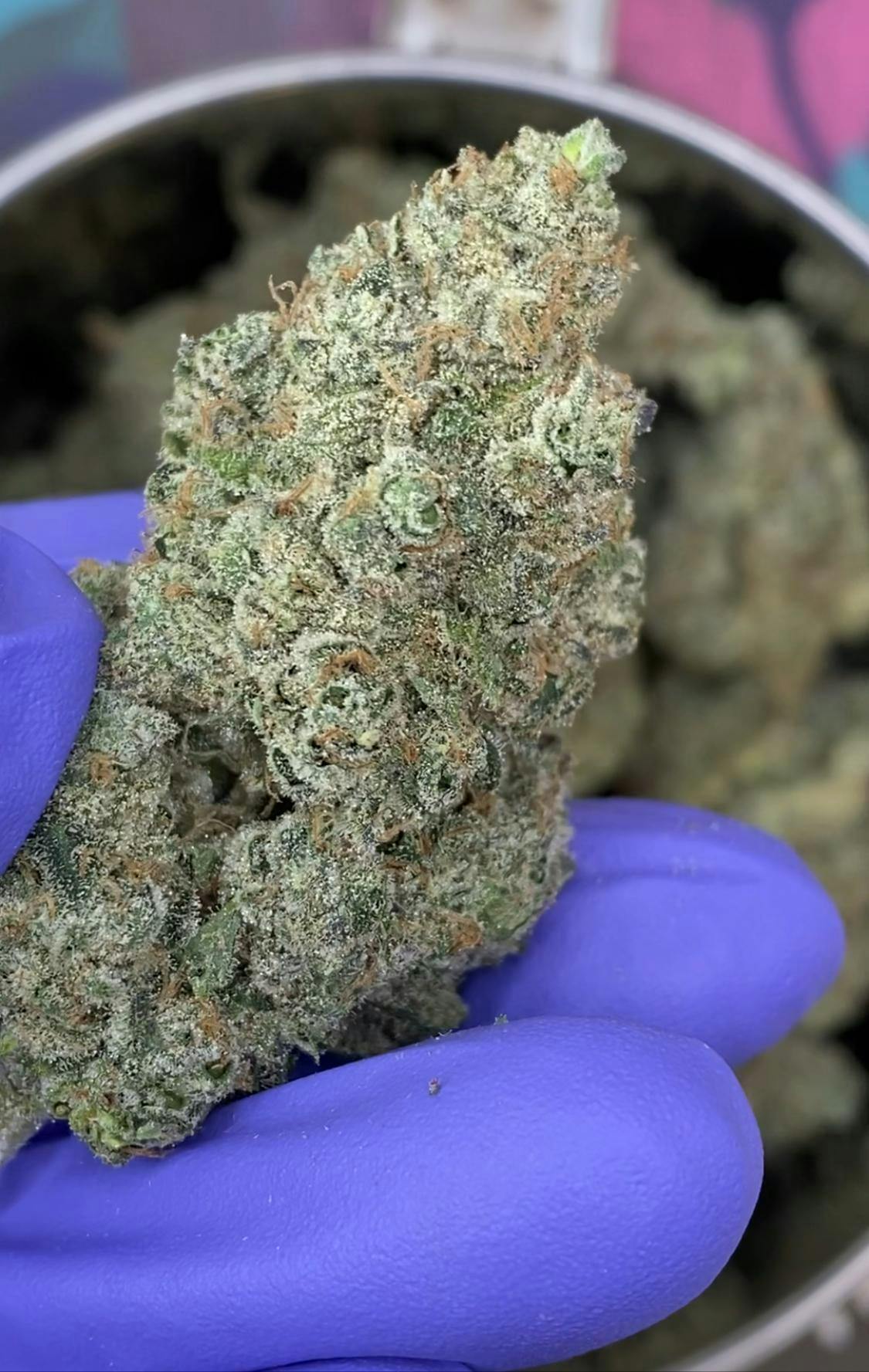Blossom Bigs - Lava Kush | flower