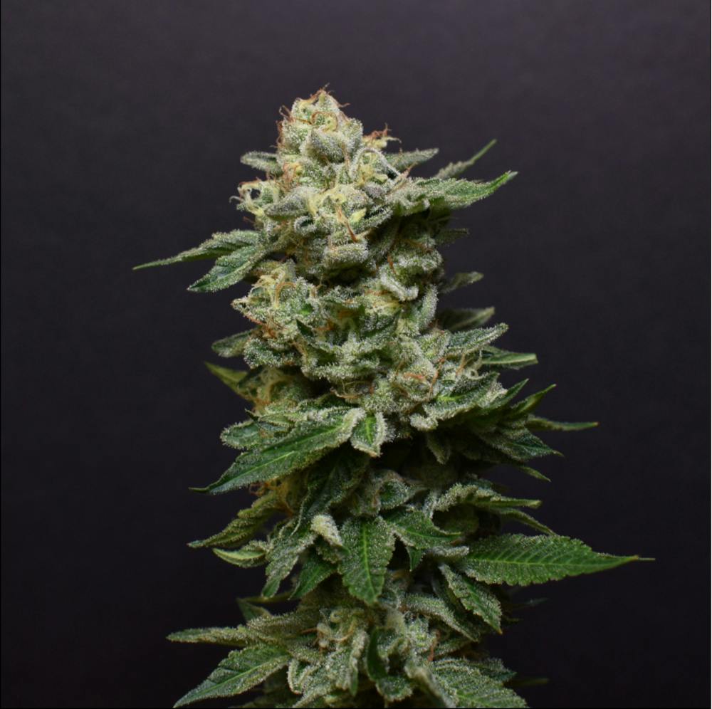 Bacio Gelato [56g]