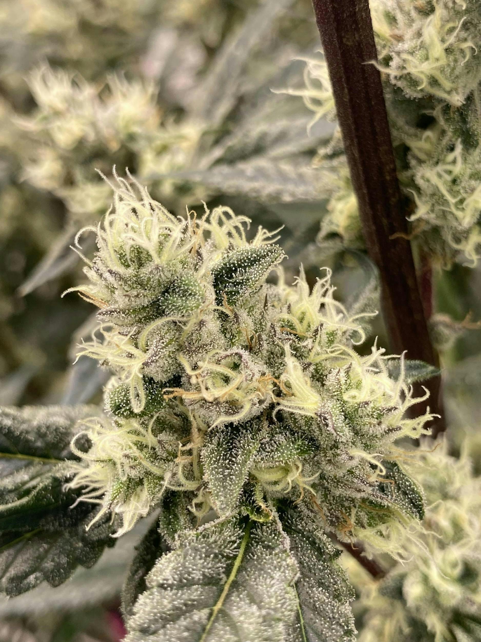 Zour Apple
