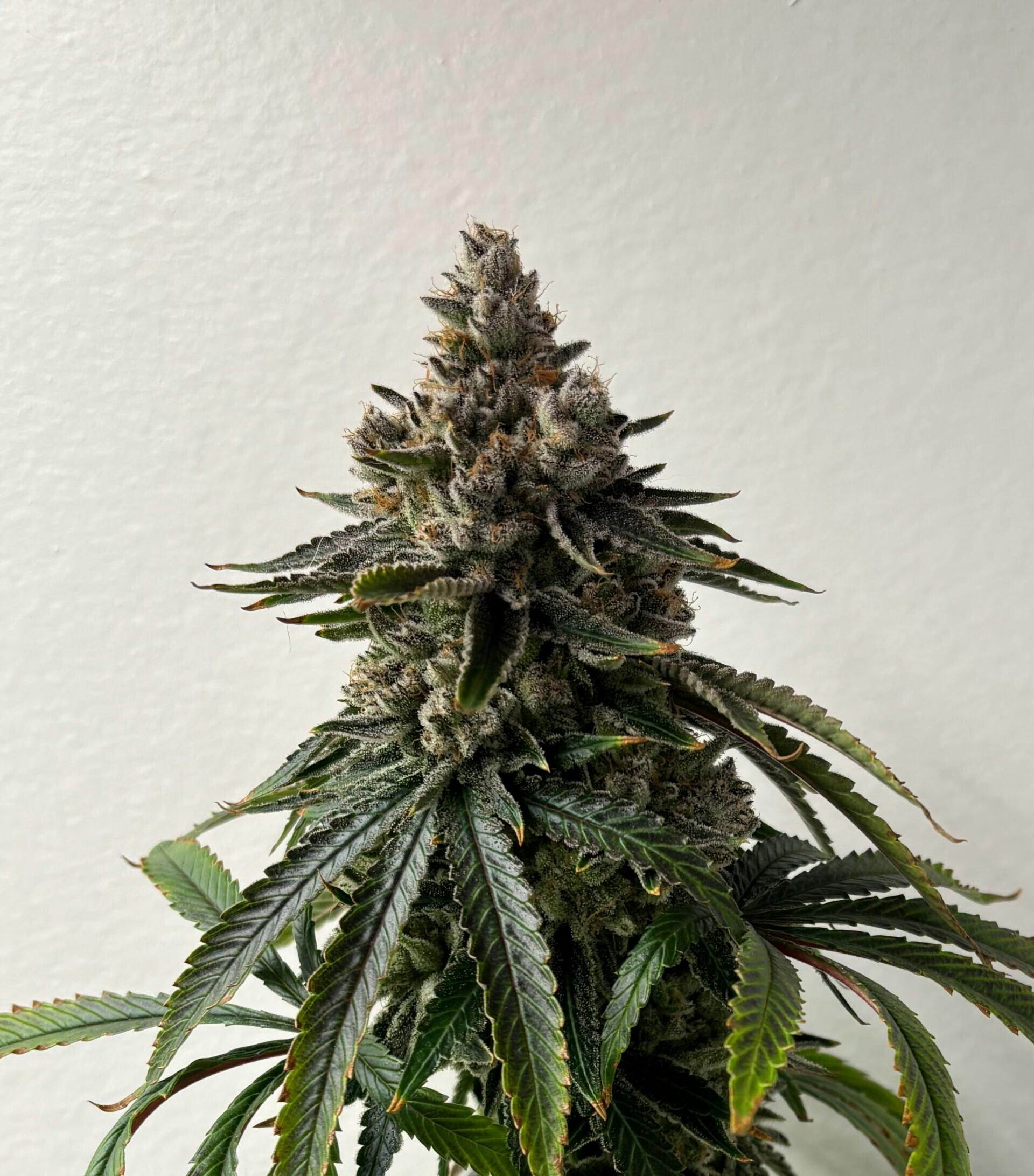 Citradelic Sunset 3.5g cannabis product