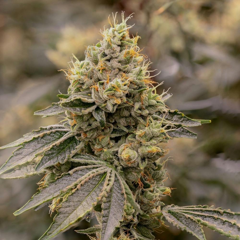 Sol Canna SFV OG Whole Flower 14g