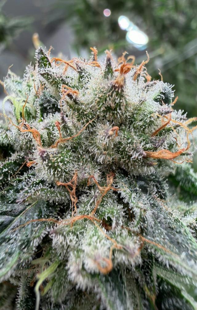 Park's Grove | Honey Berry
