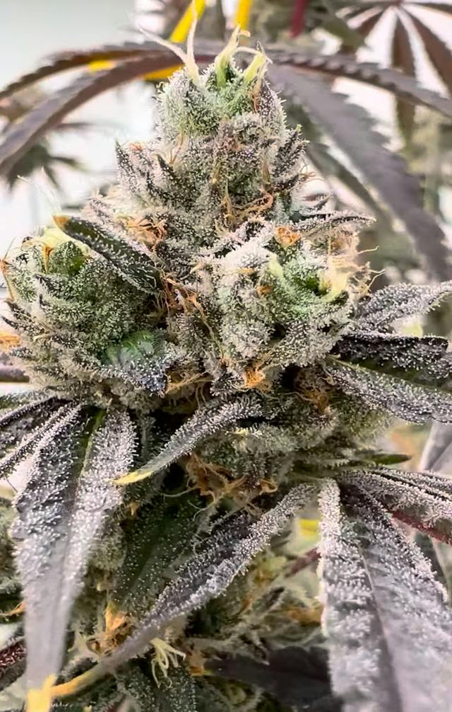 Park's Grove | Rainbow Sherbert #54